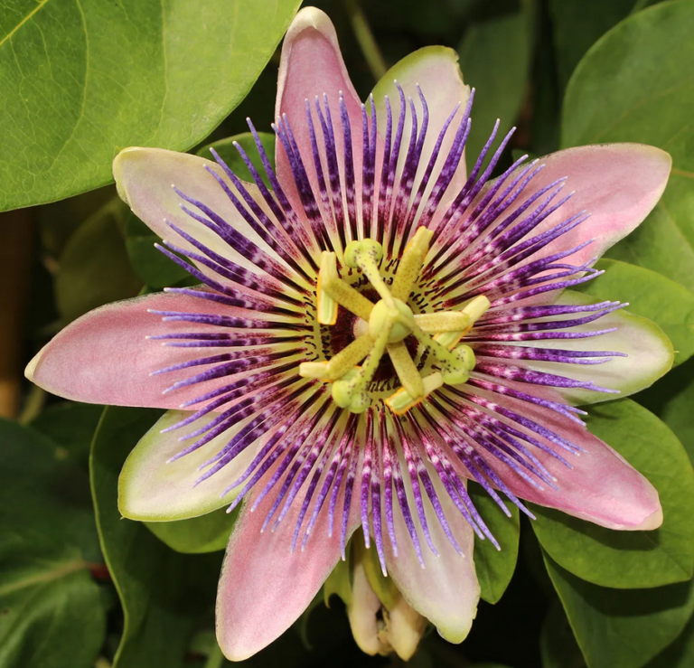 Passion Flower Benefits for Skin image-19