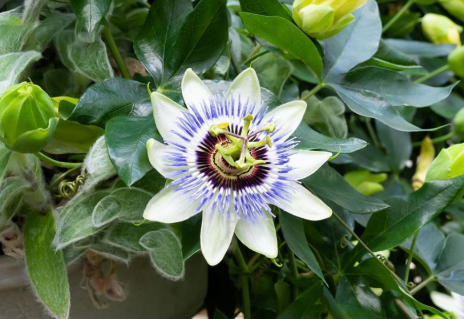 passion flower sustainability